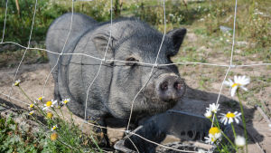 Lyyli hälsar glatt på nya besökare och hoppas på att bli krafsad. En gris bakom ett nät