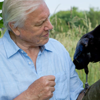 Sir David Attenborough tutkii luonnon ihmeellisimpien eläinlajien ja kasvien elämää.