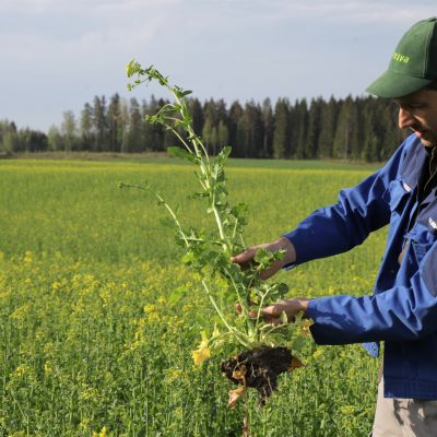 Maanviljelijä Juuso Joona esittelee rypsiä.