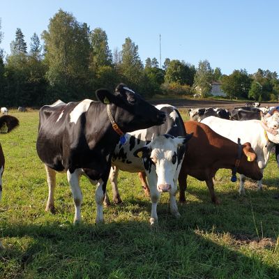 Maanviljelijä Helena Pesonen rapsuttaa lehmiä laitumella.