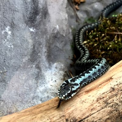 Kyykäärme koiras Ähtärin eläinpuiston terraariossa.