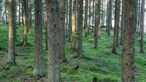 Patas vill fortsätta hjälpa de som bor i skogen. Raka tallstammar i en skog med grön mossa på marken.