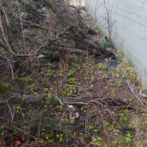 Även vintergäcken blommar på Utö. Gula blommor blommar på Utö i januari 2020.
