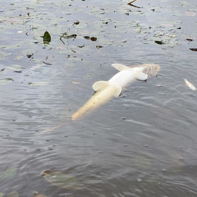 Kuollut kala Kuluntajärvessä.