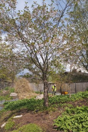 Körsbärsträden i den japanska trädgården i Borgå samlar både insekter och invånare. Kvinna i neongul väst gräver i jorden i en park.