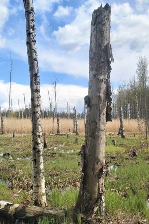 Högstubbar lämnas kvar för pollinerare och andra insekter. Nedhuggen björkskog med högstubbar.