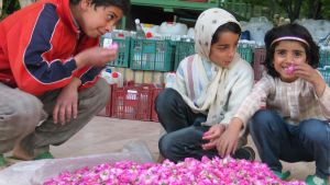 Lapset haistelevat ruusun terälehtiä ruusuvesitislaamon pihalla Iranin Ghamsarissa.