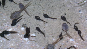 De stora genomskinliga grodynglen tillhör den vanliga grodans och de små svarta är den vanliga paddan Bufo bufos yngel. De stora genomskinliga grodynglen tillhör den vanliga grodans och de små svarta är den vanliga paddan Bufo bufos yngel.
