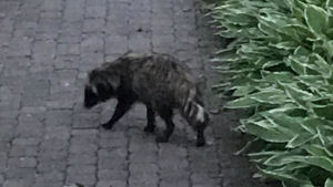 Den här mårdhunden fotades på en gårdsplan i Smedsby, Korsholm. En mårdhund smyger omkring på en gårdsplan i Smedsby.