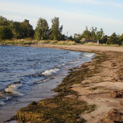 Det är inte längre någon självklarhet att man ska kunna simma i Östersjön. Giftiga alger och föroreningar förstör havet. Bild: Yle/Pia Santonen