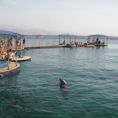 Dolphin Reef