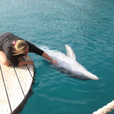 Delfiner vid Dolphin Reef