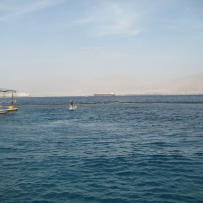 Delfiner vid Dolphin Reef