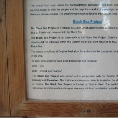 Dolphin Reef