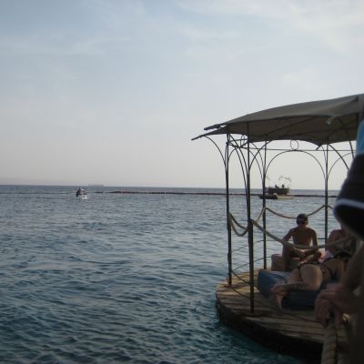 Delfiner vid Dolphin Reef