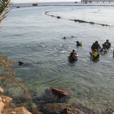 Delfiner vid Dolphin Reef