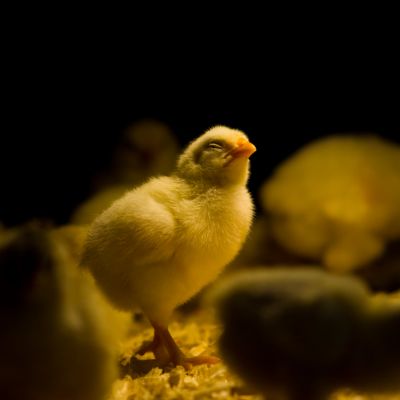 En gul kyckling står och blundar på halm, runt om står andra kycklingar som är oskarpa i bild. Bakgrunden är svart.
