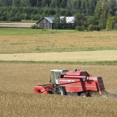Leikkuupuimuri pellolla