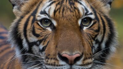 Den coronasmittade tigern Nadia.