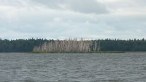 Storgrynnan i Pjelax har förstörts av skarvar. Storgrynnan i Närpes har förstörts av skarvar.