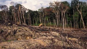 Avverkning i Novo Airao i Amazonas, Brasilien Novo Airao i Amazonas, Brasilien