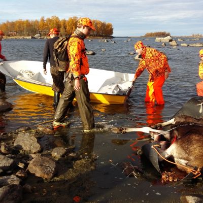 Jägare släpar skjuten älg till roddbåt