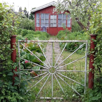 Kuppis koloniträdgård.