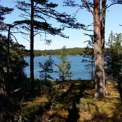 Vy mellan träden ut mot havet. I bakgrunden Houtskärs fastland.