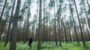 Suomi on suomalainen -sarjan juontaja Juhani Seppänen suomalaisessa mäntymetsässä.