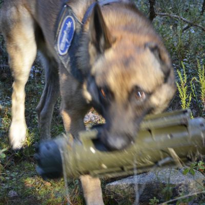 Poliisikoira kantaa suussaan tehtäväpatikkaa.