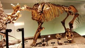 Uintatherium, ett jättelikt växtätande däggdjur som levde under eocen. Fossil av utdött djur från eocen-eran.