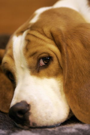 En beagle