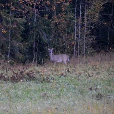En vitsvanshjort står på åkern, på väg in i skogen. 