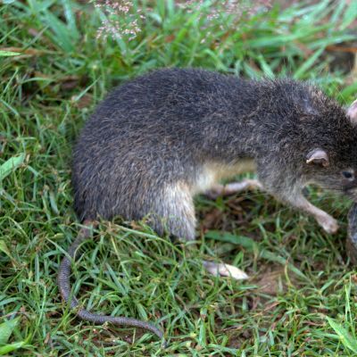 Rattus Detentuts