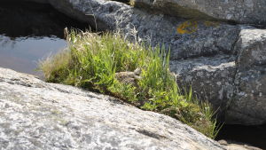 Markhäckande fåglar som ejdern lever farligt med mårdhundar i faggorna. Ruvande ejder på Utö.