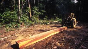 Jair Bolsonaro har konsekvent uppmuntrat skogsavverkning i Brasiliens regnskogar Novo Airao i Amazonas, Brasilien