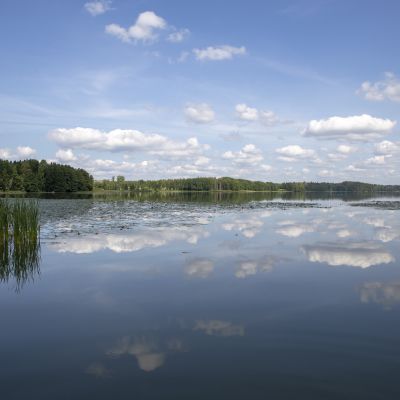 Vihdin Enäjärvestä on löydetty kuolleita simpukoita ja kaloja.