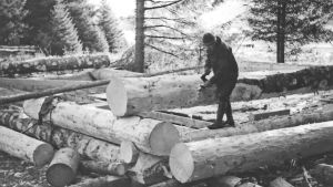 Mustavalkokuva miehestä rakentamassa hirsitaloa Alaskassa