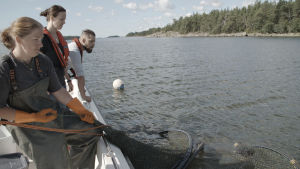 Gösfångst i Sibbo skärgård. Tanja, Linda och Filip fiskar efter gös.