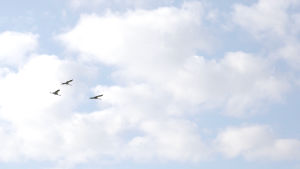 Flygande tranor över Söderfjärden