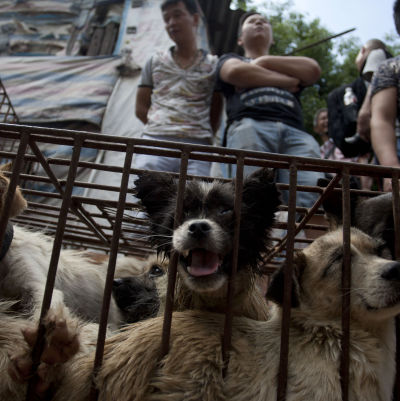 Hundar till försäljning i Yulin under fjolårets hundköttsfestival 21.6.2015