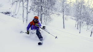 Herman Fogelberg i Stinbäcksskogen i Hemavan. Herman Fogelberg i Stinbäcksskogen i Hemavan