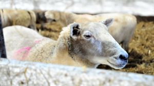 Fåren på Brännåkers fårfarm ger bra ull men det mesta slängs bort. Får inomhus