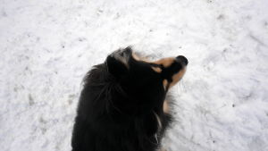 Pihka-koira vahtii tilannetta jääkiipeilytornilla.