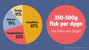 Skarvens äter till största delen fisk. En vuxen skarv äter 350-500 gram fisk per dygn. Diagram över skarvens föda