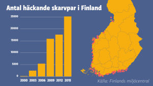 Sammanlagt finns det uppskattningsvis 25 000 skarvbon i Finland. Diagram över antal häckande skarvpar i Finland