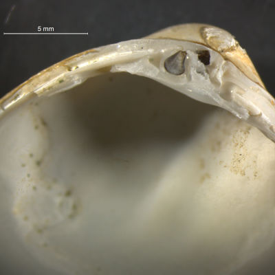 Rangia cuneata -simpukka, kuori