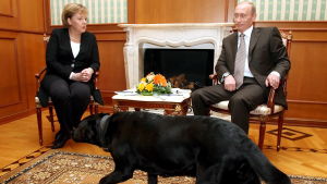 Hundincidenten i Sotji 2007. Vladimir Putin släppte in sin hund under mötet med hundrädda Angela Merkel i Sotji 21.01.2007.