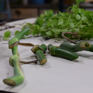 Sticklingarna av en monstera rotar sig snabbt. Sticklingar, klippta bitar av stammen, från krukväxten monstera.