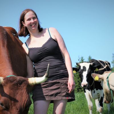 Mirva Tikkanen silittää lehmää.